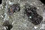 Sphalerite Flowers on Dolomite Association - Missouri #96384-1